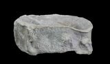 Ichthyosaur (Opthalmosaurus) Vertebrae - England #66425-2